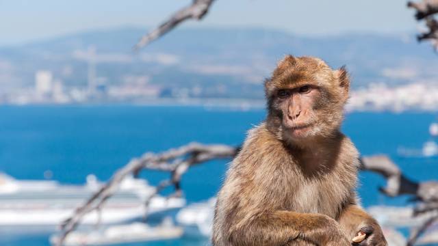 s_affe_gibraltar Wissenswertes Englisch - Spracheninstitut Universität Leipzig