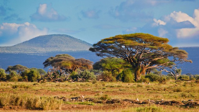 Eine afrikanische Savannenlandschaft mit typischen Schirmakazien vor einer Bergkulisse