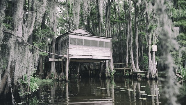 Holzhaus auf Stelzen im Bayou von Louisiana umgeben von Zypressen