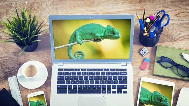 Ein aufgeklappter Laptop, auf dessen Bildschirm ein grünes Chamäleon auf einem Ast zu sehen ist