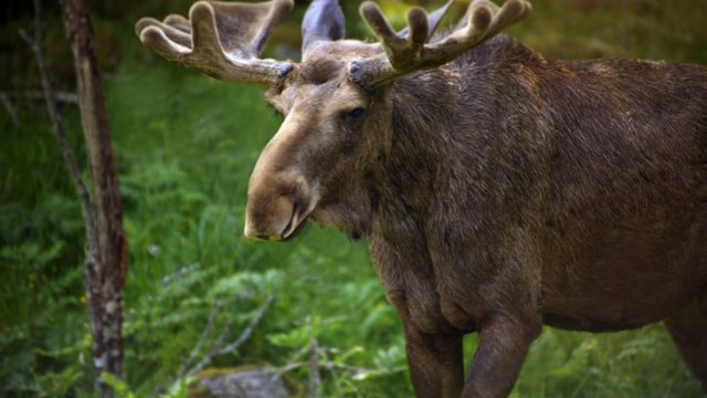 © PantherMedia / Mikael Damkier (YAYMicro) s_elch-4 Schwedisch - Göteborg – Spracheninstitut Universität Leipzig