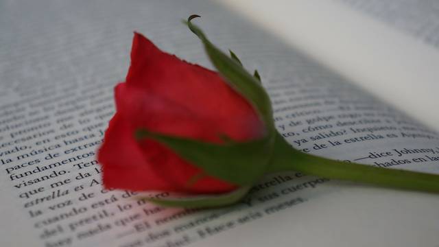 Rote Rose liegt auf einem aufgeschlagenen Buch, Symbol für den katalanischen Feiertag Sant Jordi