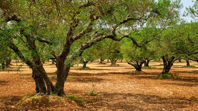 s_olivenba--ume Wissenswertes Griechisch - Spracheninstitut Universität Leipzig
