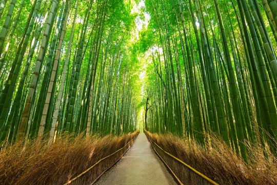 s_fld182_arashiyama Japanisch - Präfektur Kyoto – Spracheninstitut Universität Leipzig