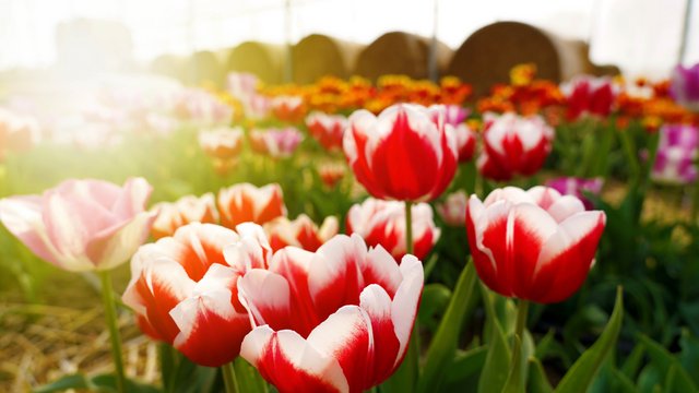 s_fld182_keukenhof Niederländisch - Im Porträt – Spracheninstitut Universität Leipzig