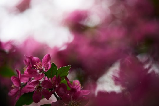 Kirschblüte - © PantherMedia / AntonMatyukha