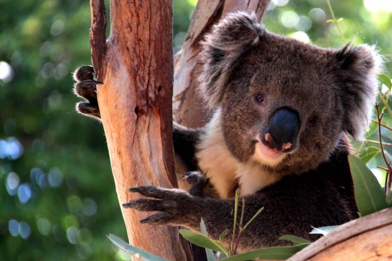 m_fld15_koala Englisch - Australien – Spracheninstitut Universität Leipzig