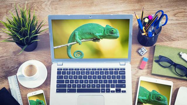 Laptop mit Bild eines grünen Chamäleons auf einem Ast